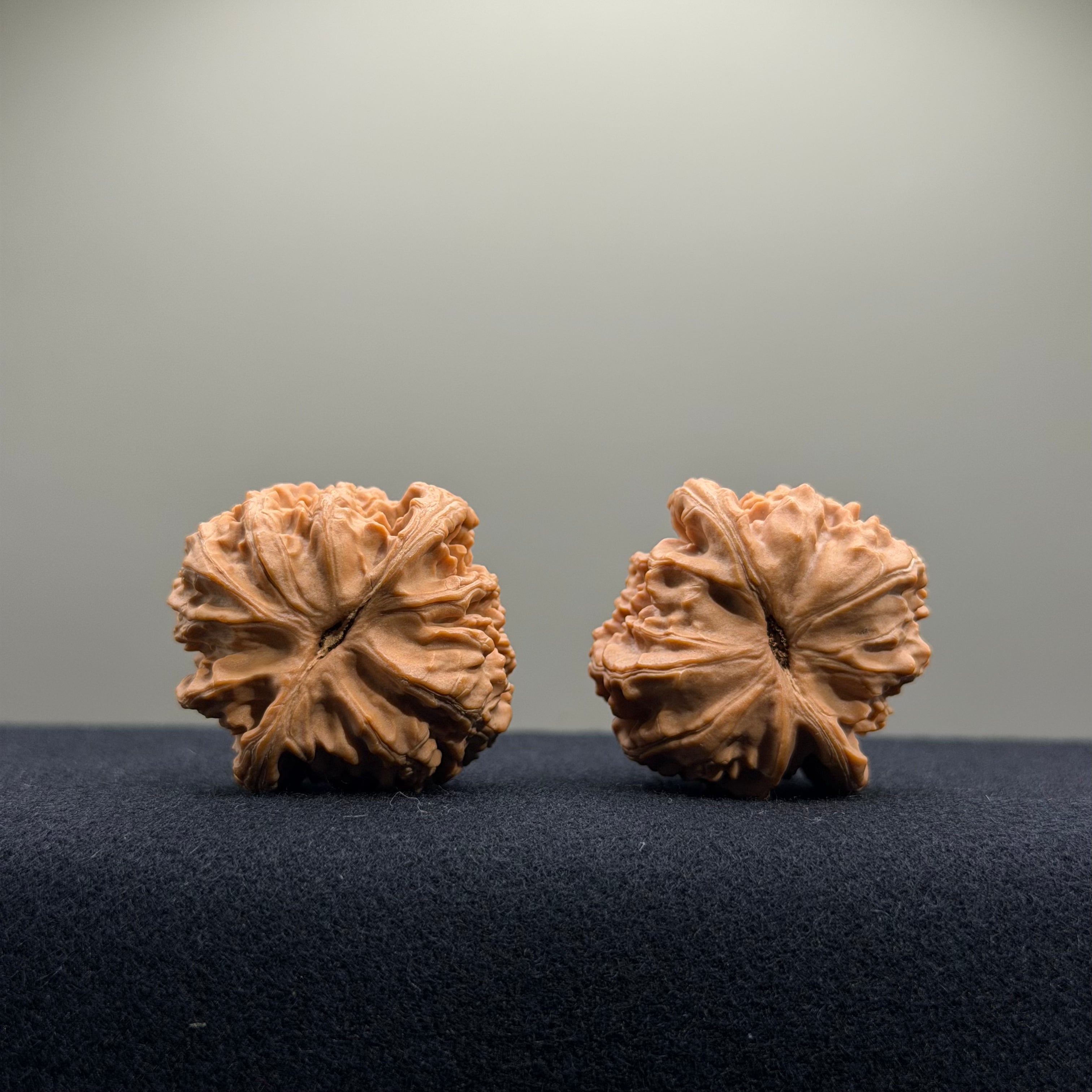 White Lion Wenwan Walnut · 34mm · Natural · Select Ritual