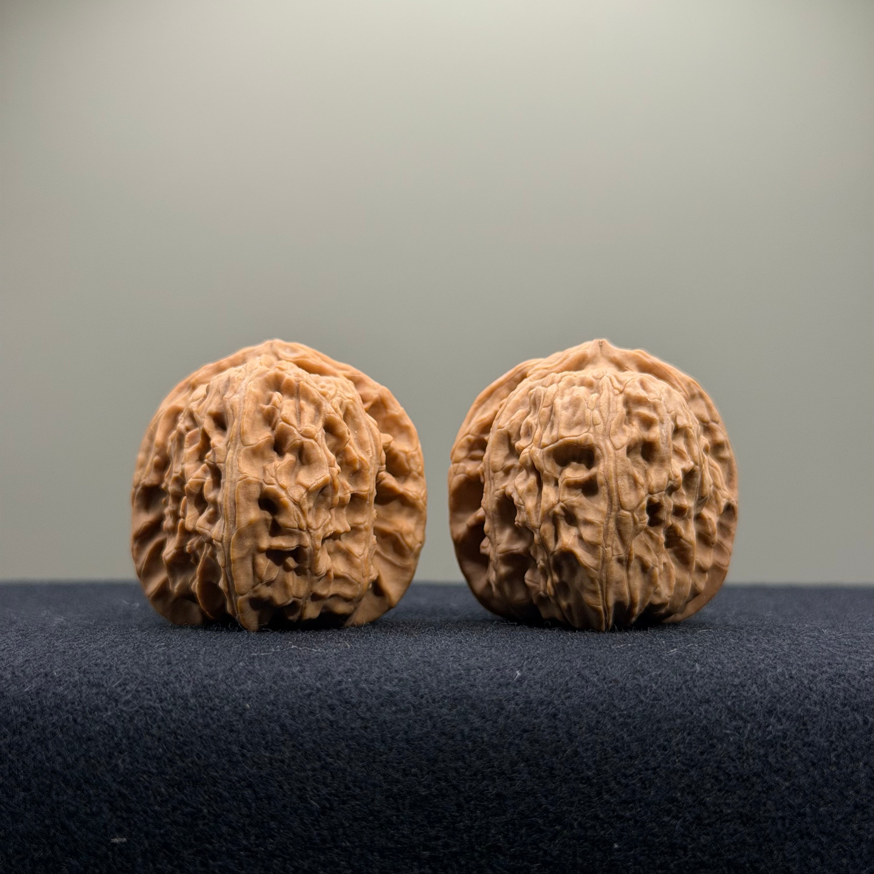 White Lion Wenwan Walnut · 34mm · Natural · Select Ritual
