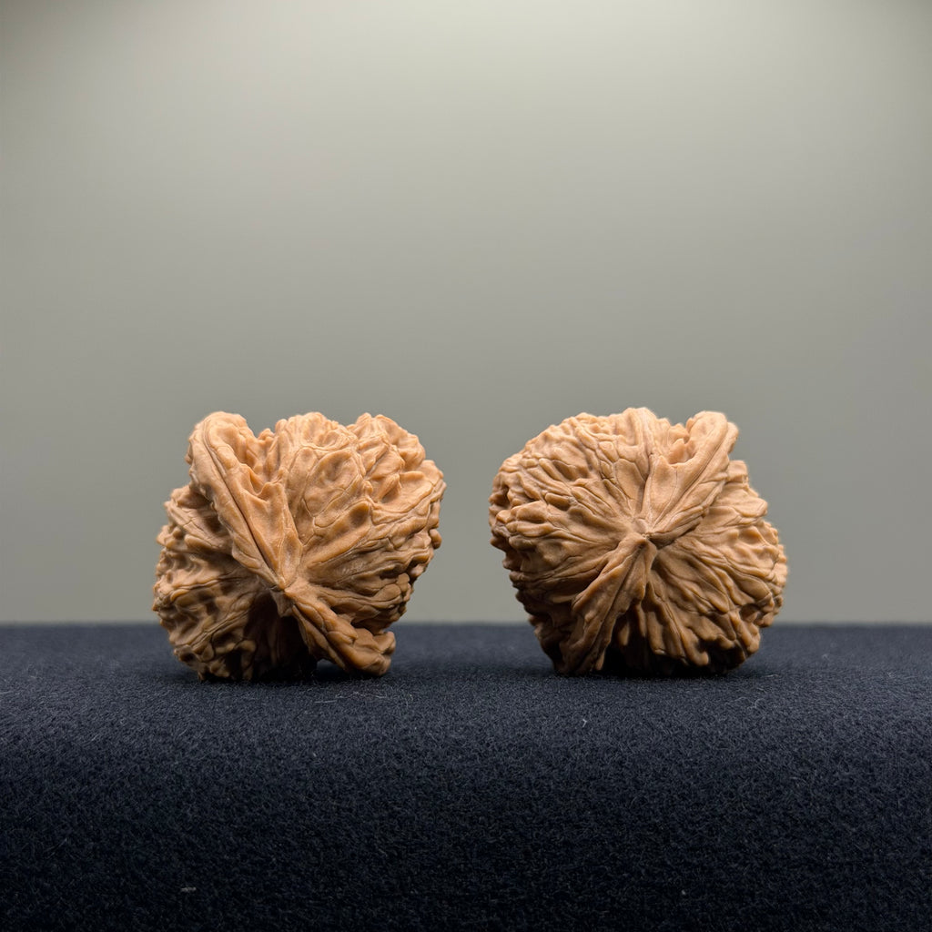 White Lion Wenwan Walnut · 34mm · Natural · Select Ritual