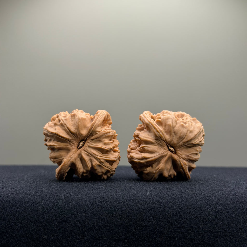 White Lion Wenwan Walnut · 34mm · Natural · Select Ritual