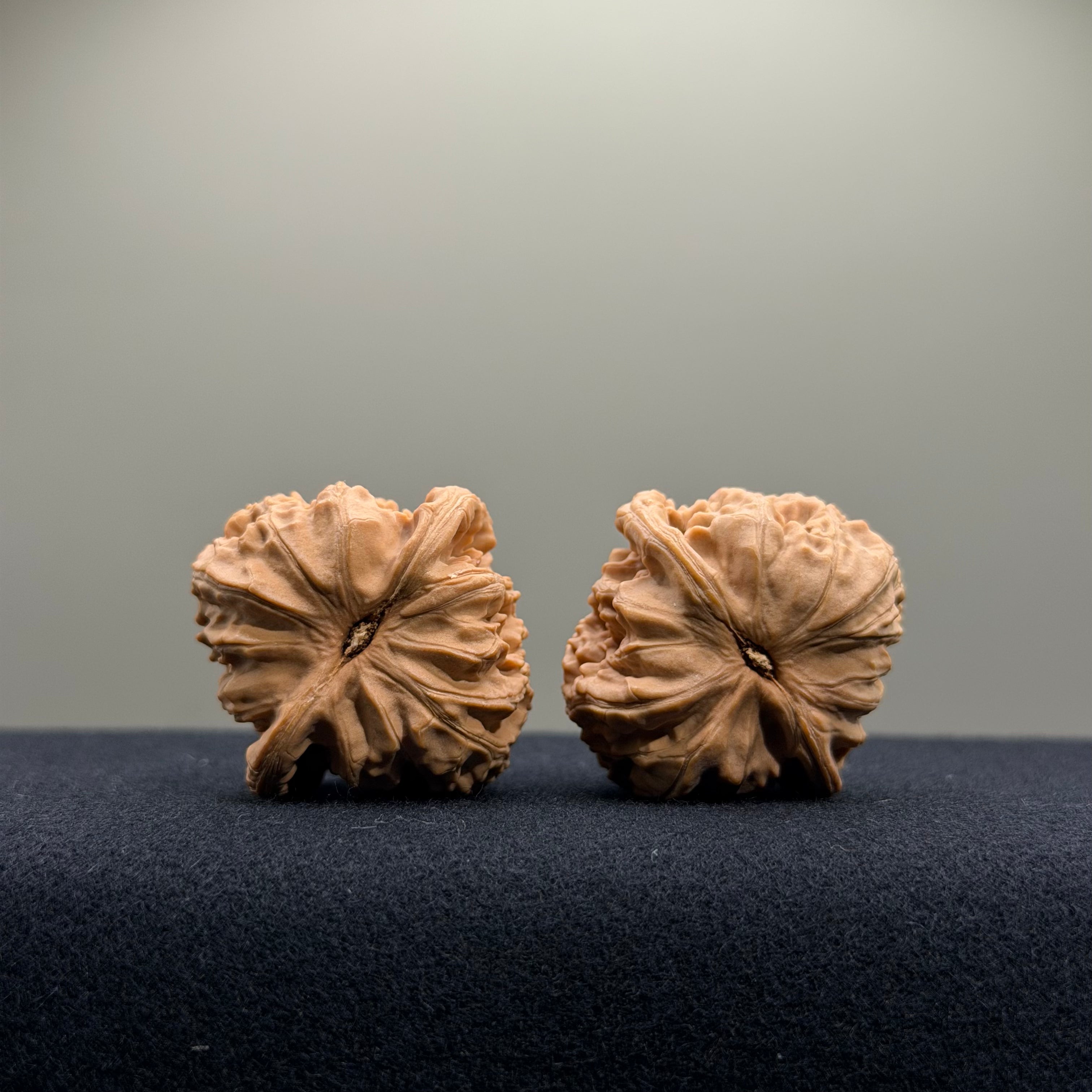 White Lion Wenwan Walnut · 34mm · Natural · Select Ritual