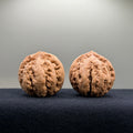 Tyrannosaur Wenwan Walnut · 42mm · Natural · Select Ritual