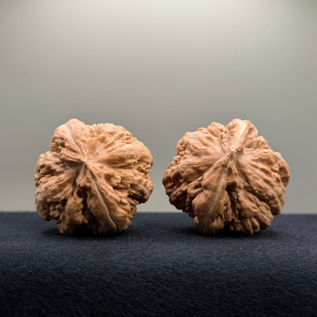Tyrannosaur Wenwan Walnut · 42mm · Natural · Select Ritual