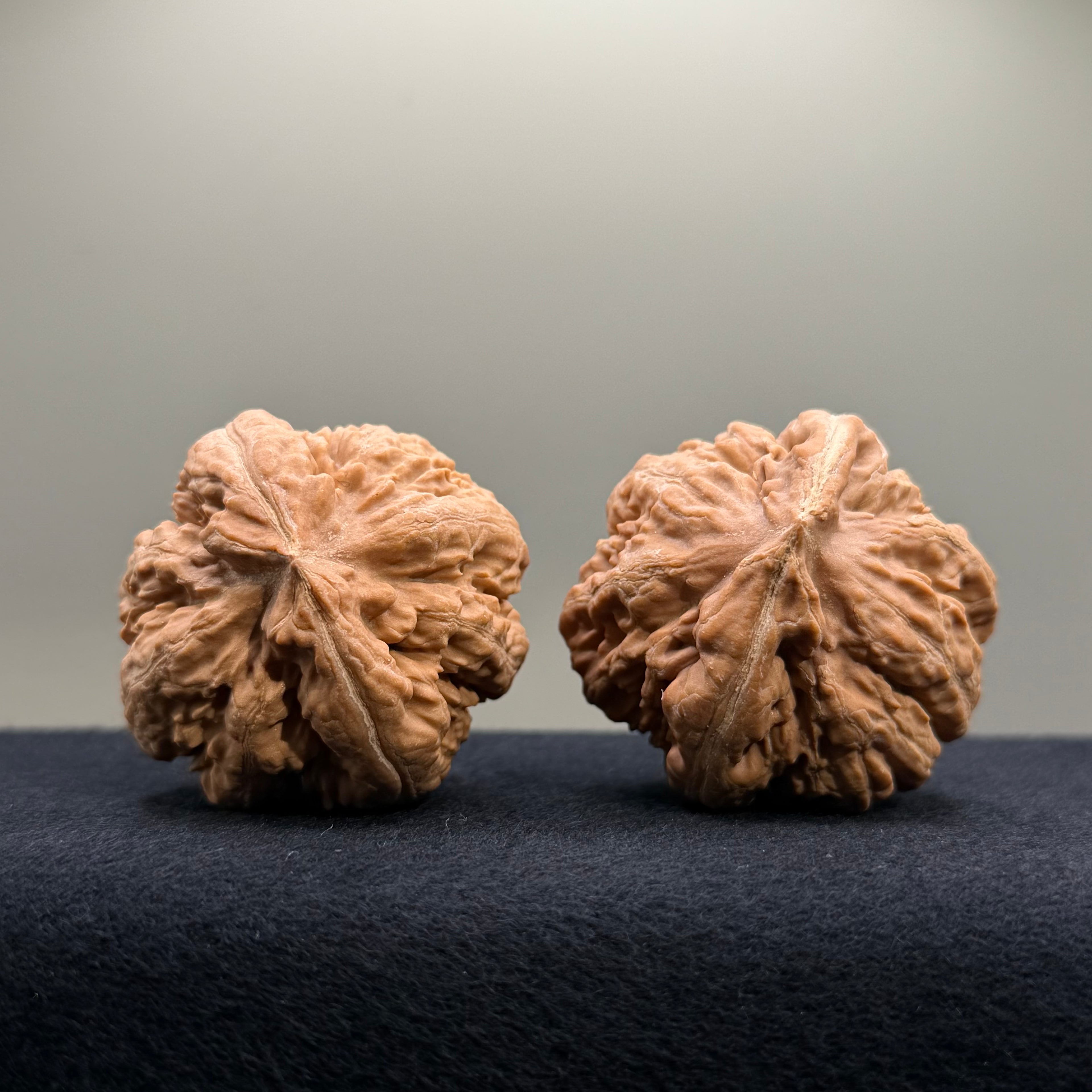 Tyrannosaur Wenwan Walnut · 42mm · Natural · Select Ritual