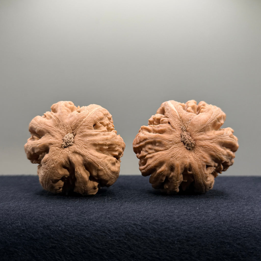 Tyrannosaur Wenwan Walnut · 42mm · Natural · Select Ritual