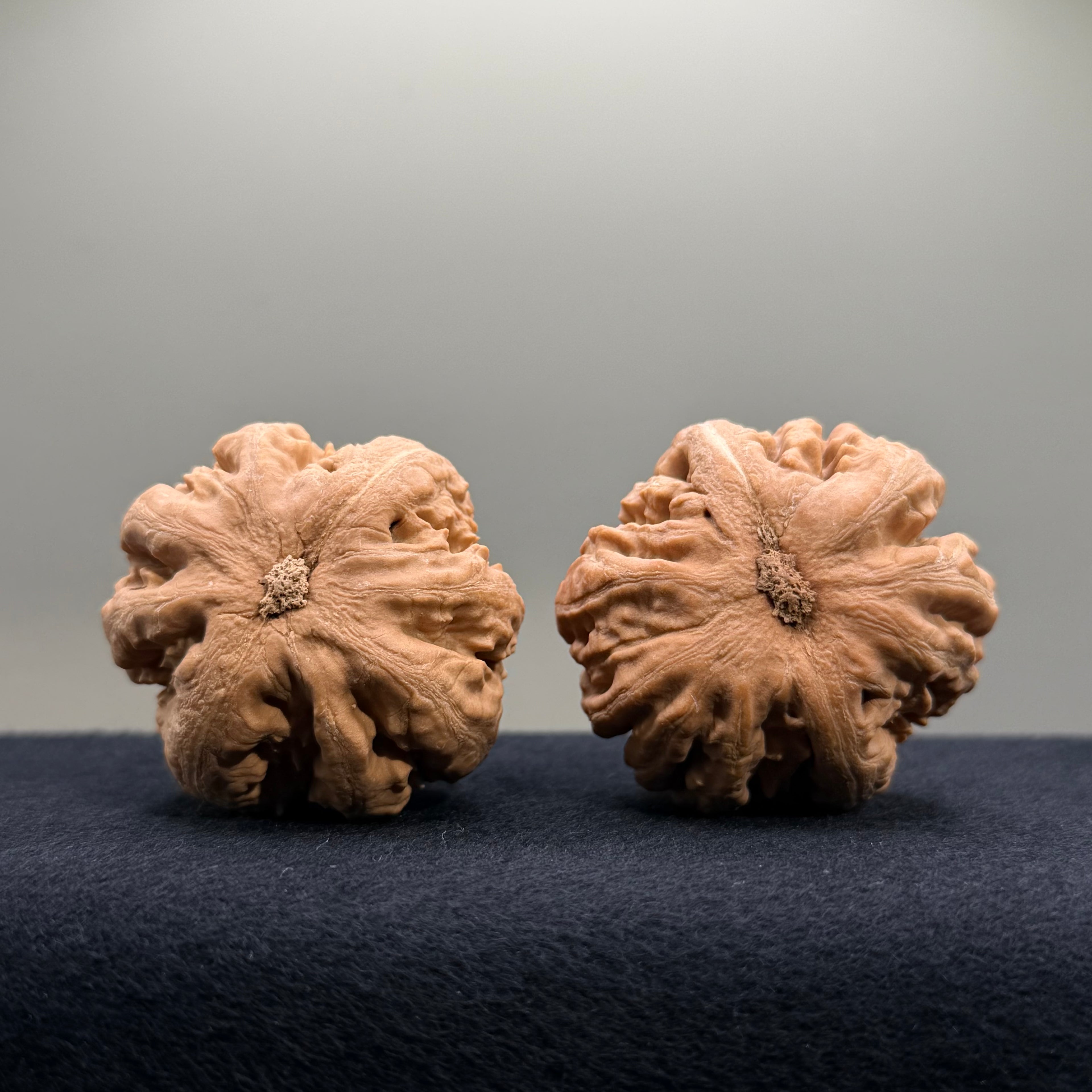 Tyrannosaur Wenwan Walnut · 42mm · Natural · Select Ritual