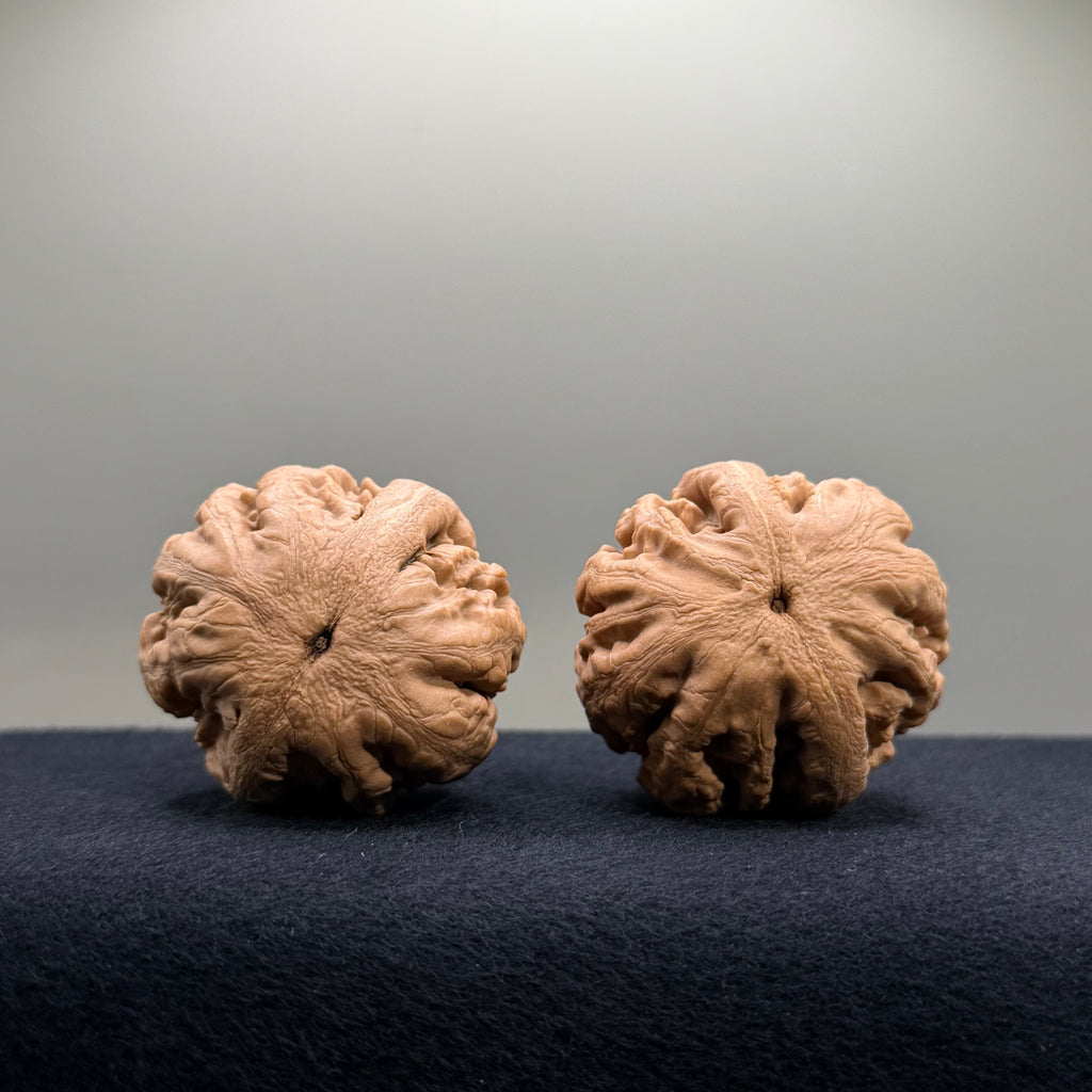 Tyrannosaur Wenwan Walnut · 40mm · Natural · Select Ritual