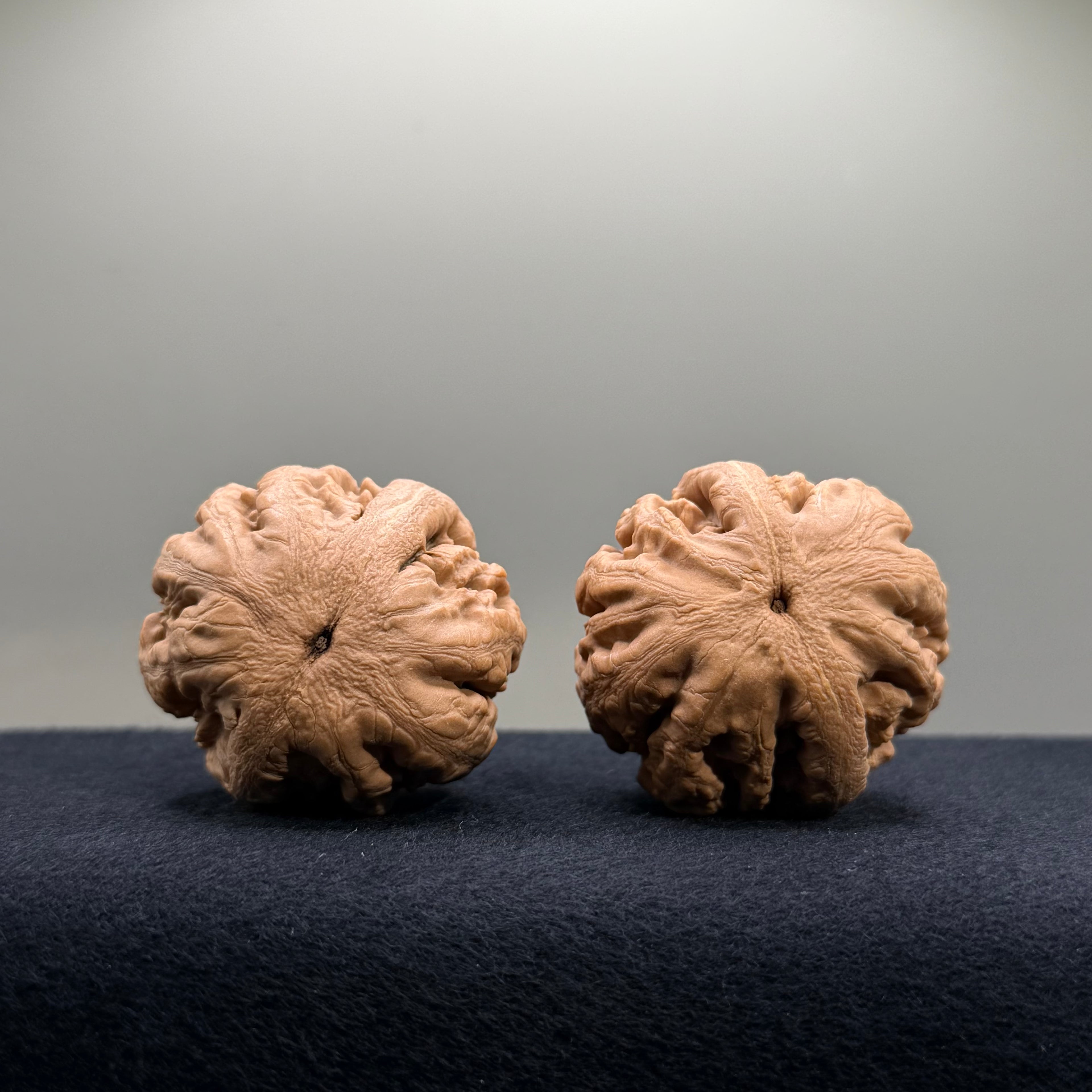 Tyrannosaur Wenwan Walnut · 40mm · Natural · Select Ritual