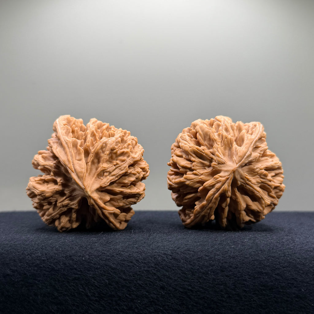 Champion Crown Wenwan Walnut · 48.6/49.1mm · Natural · Select Ritual