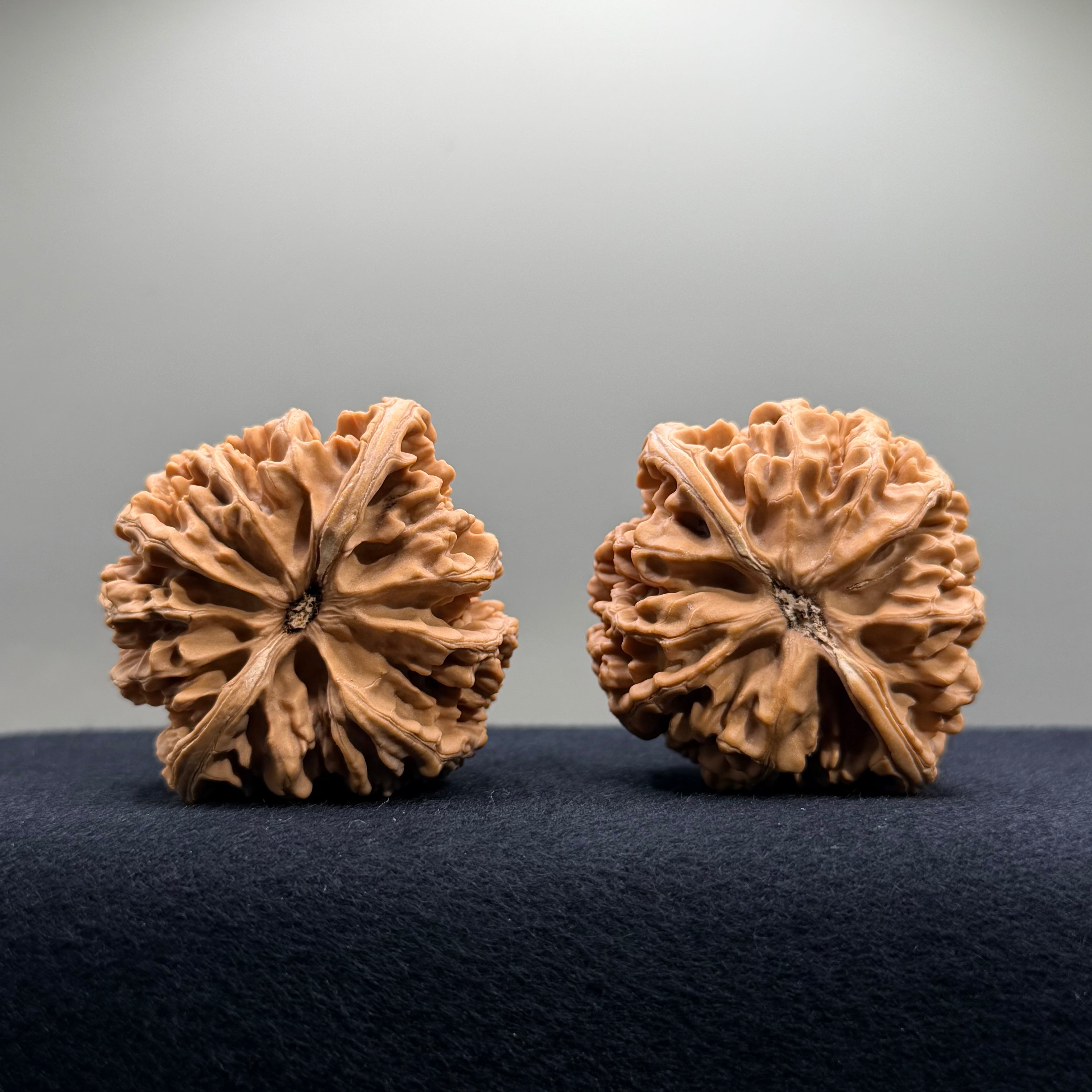 Champion Crown Wenwan Walnut · 48.6/49.1mm · Natural · Select Ritual