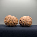 Iron Hammer Wenwan Walnut · 40.7/40.8mm · Natural · Premium Ritual