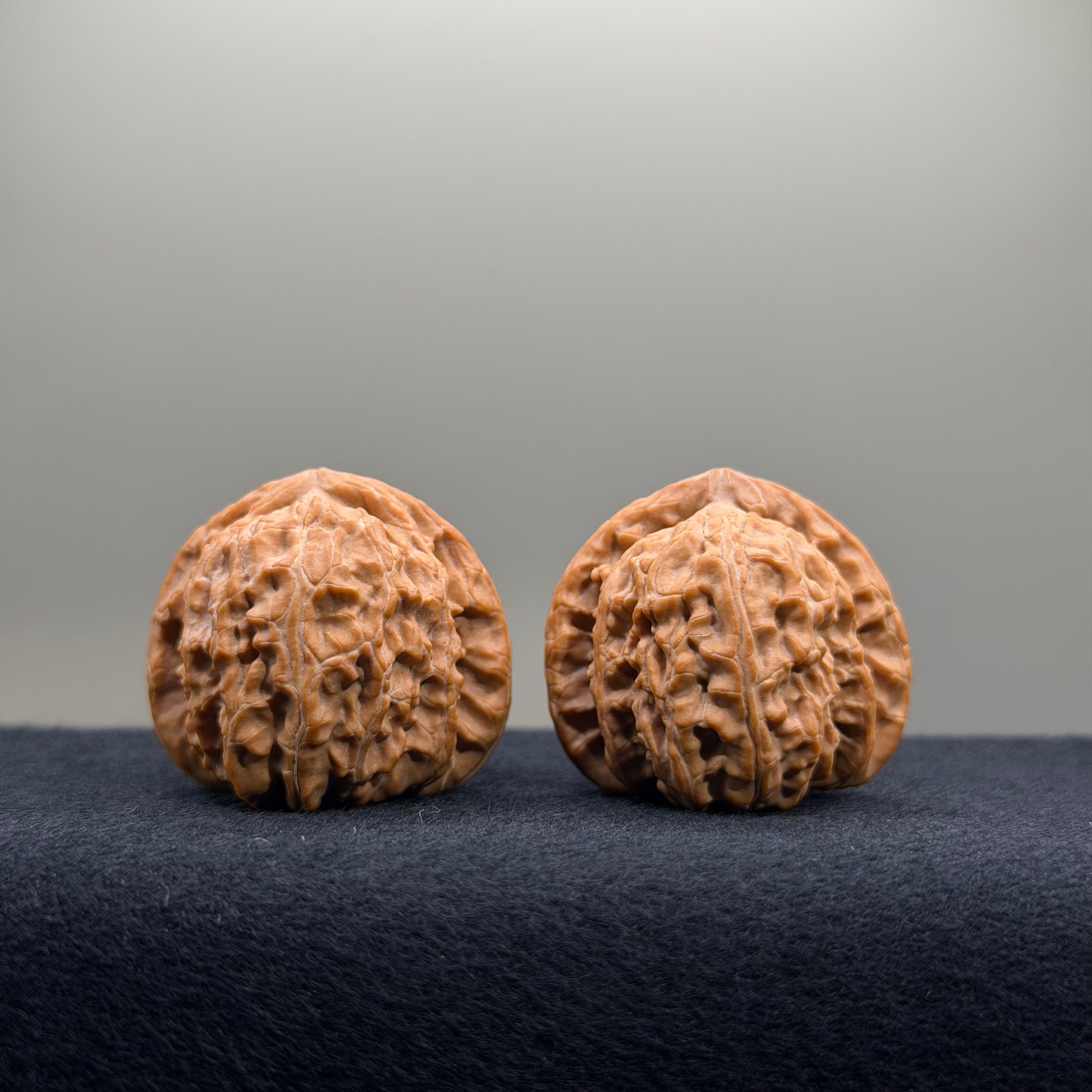 White Lion Wenwan Walnut · 34.6/34.5mm · Natural · Premium Ritual