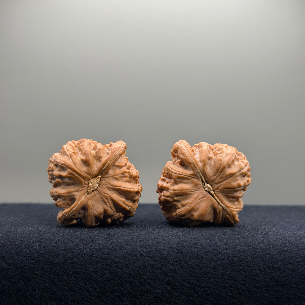 White Lion Wenwan Walnut · 34.6/34.5mm · Natural · Premium Ritual