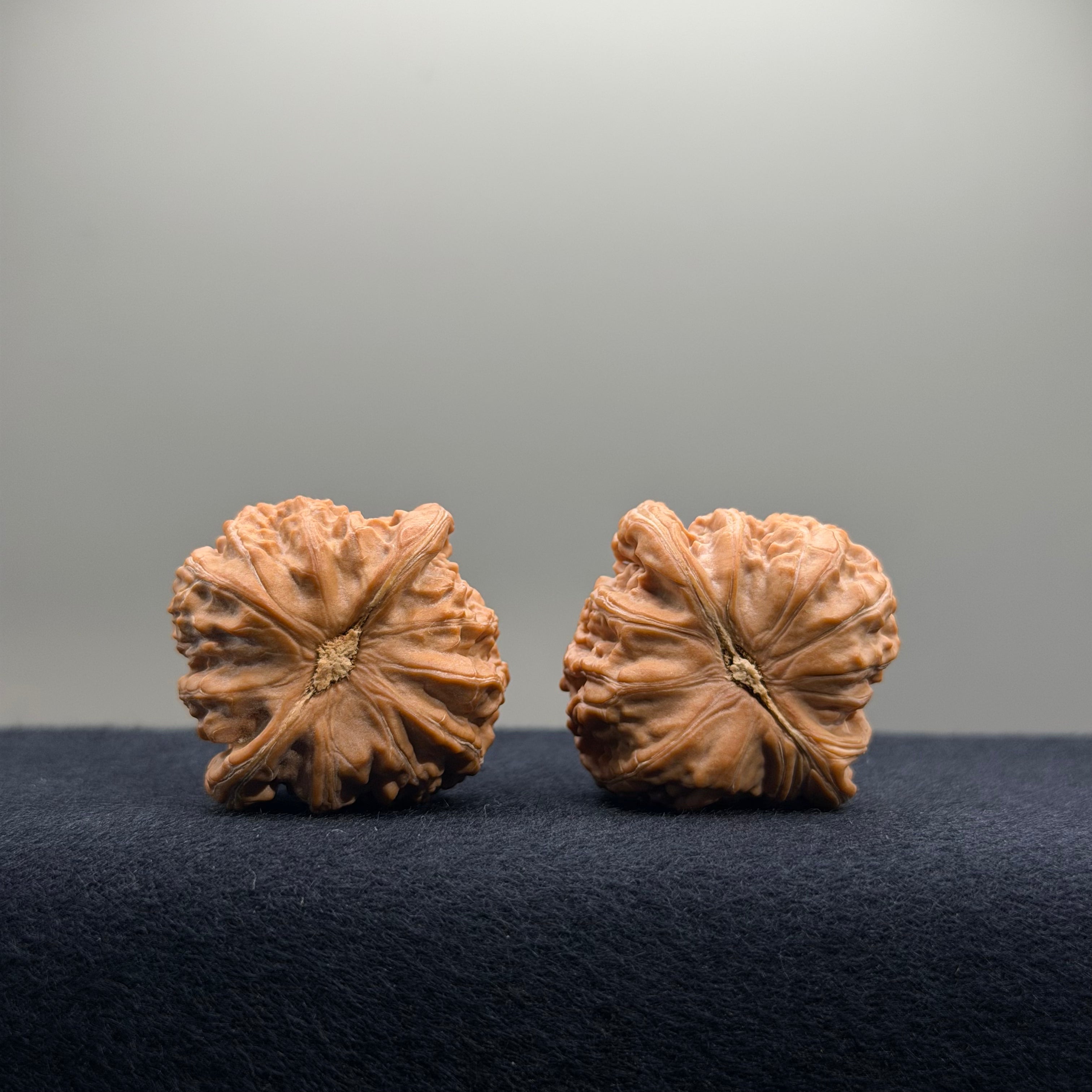 White Lion Wenwan Walnut · 34.6/34.5mm · Natural · Premium Ritual