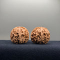 Apple Orchard Wenwan Walnut · 34mm · Natural · Select Ritual