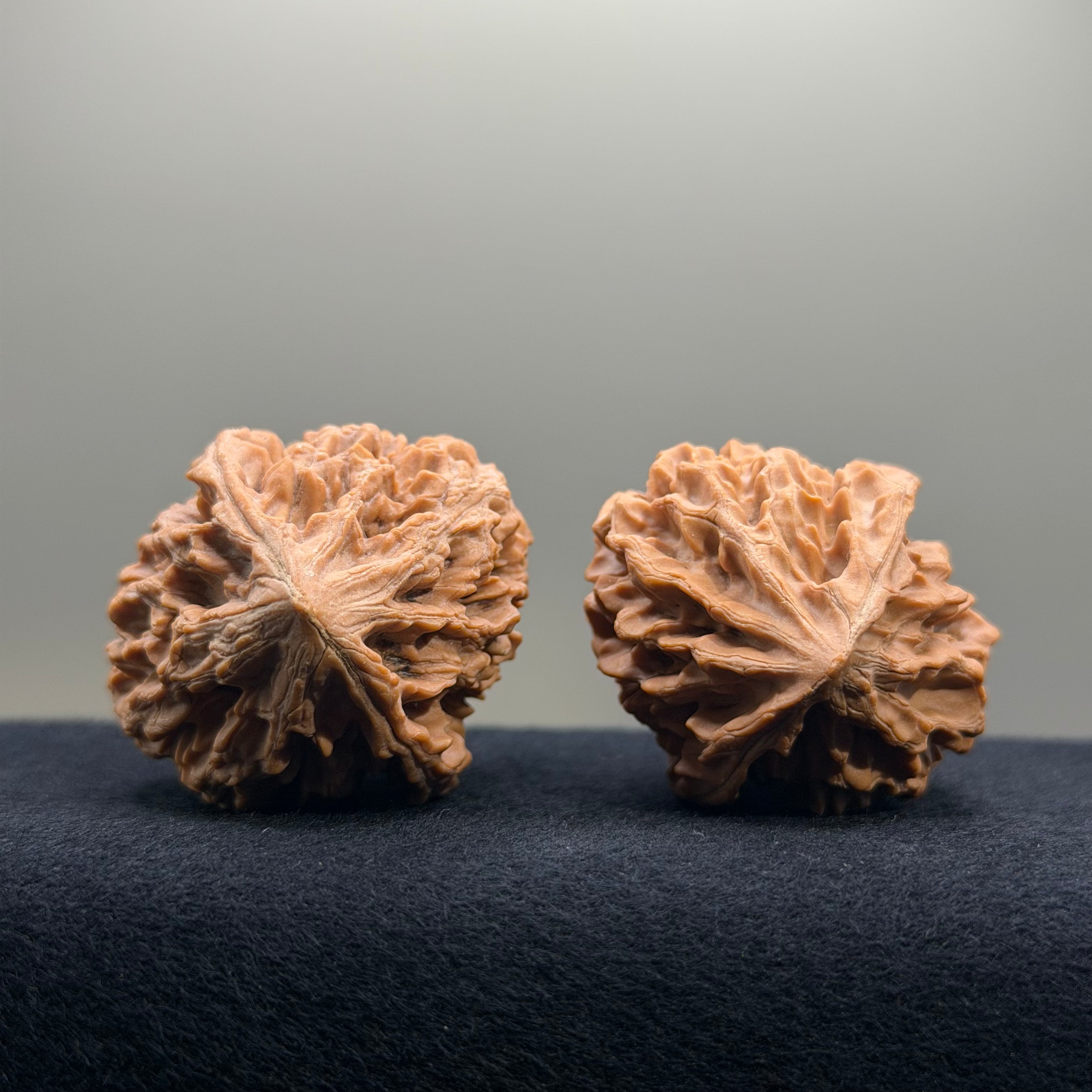 Fortune Rat Wenwan Walnut · 53mm · Natural · Select Ritual