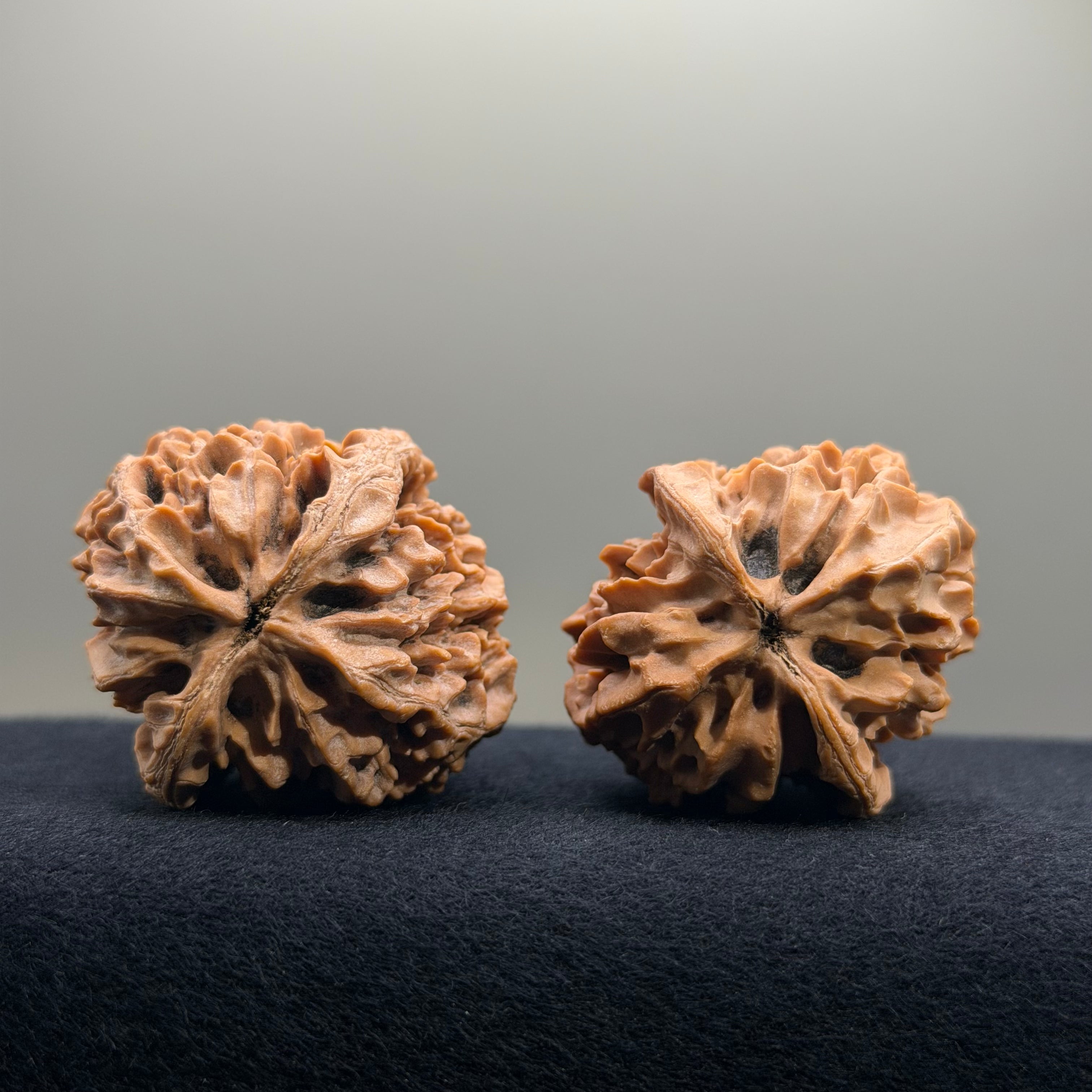 Fortune Rat Wenwan Walnut · 53mm · Natural · Select Ritual