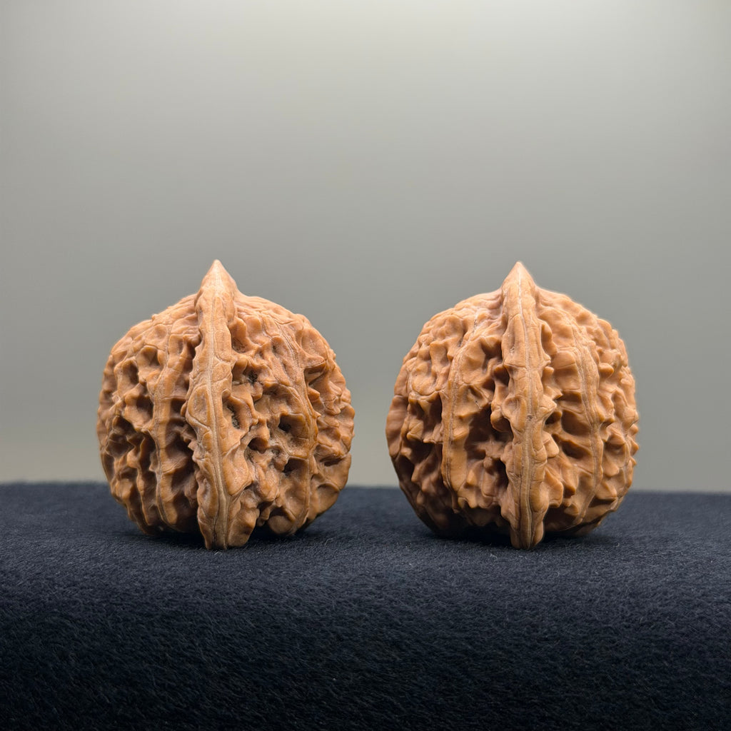 Coiled Dragon Tiger Head Wenwan Walnut · 37mm · Natural · Entry Ritual