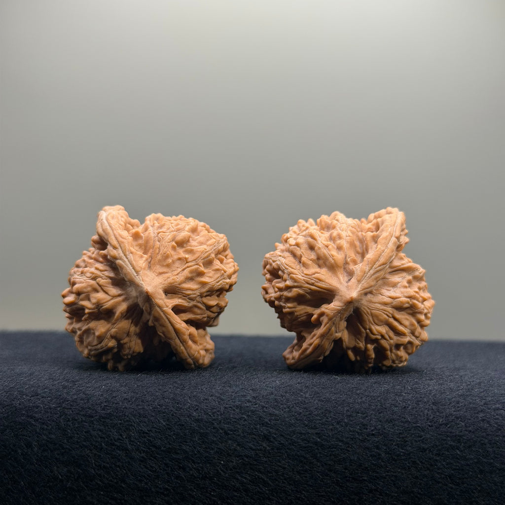 Coiled Dragon Tiger Head Wenwan Walnut · 37mm · Natural · Entry Ritual