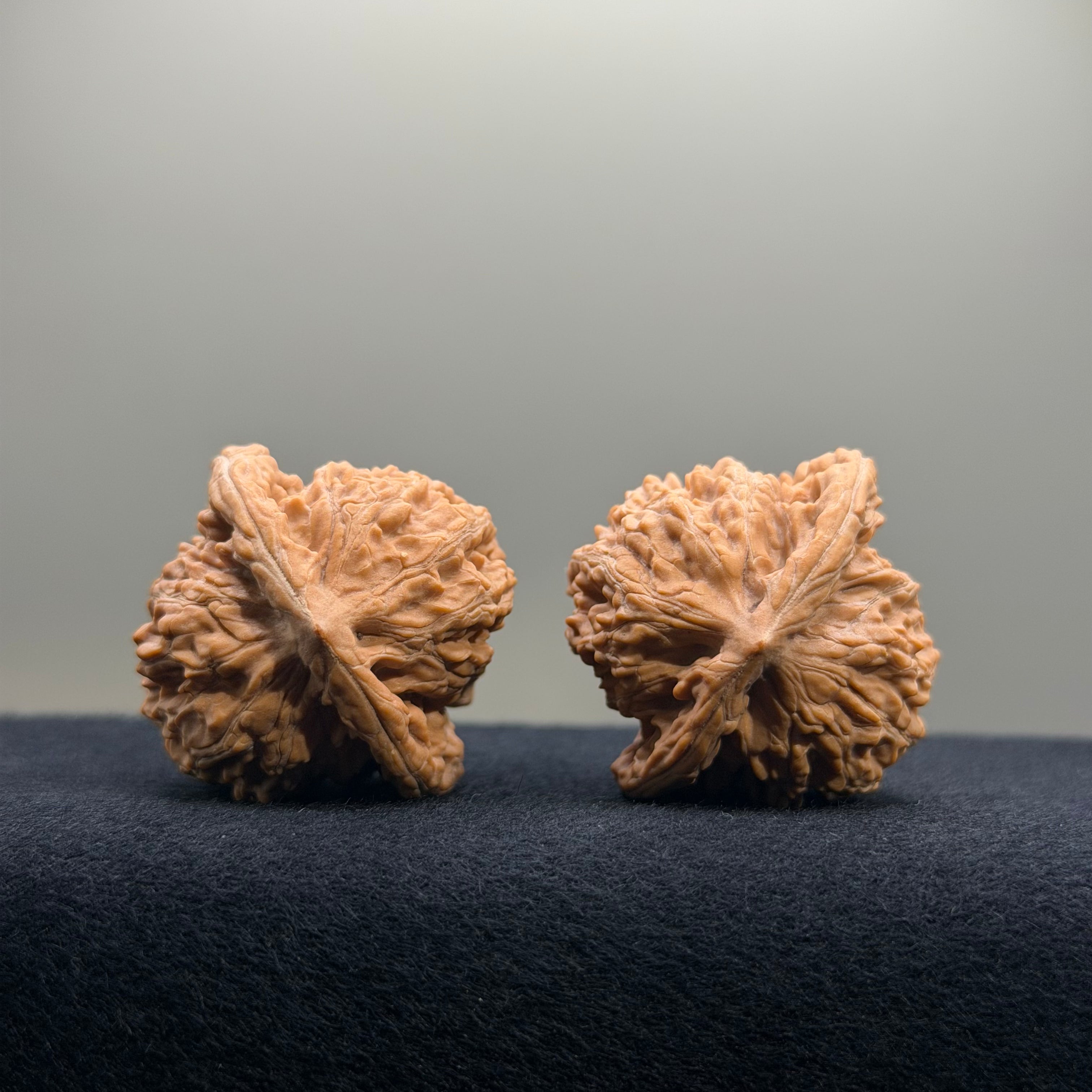 Coiled Dragon Tiger Head Wenwan Walnut · 37mm · Natural · Entry Ritual