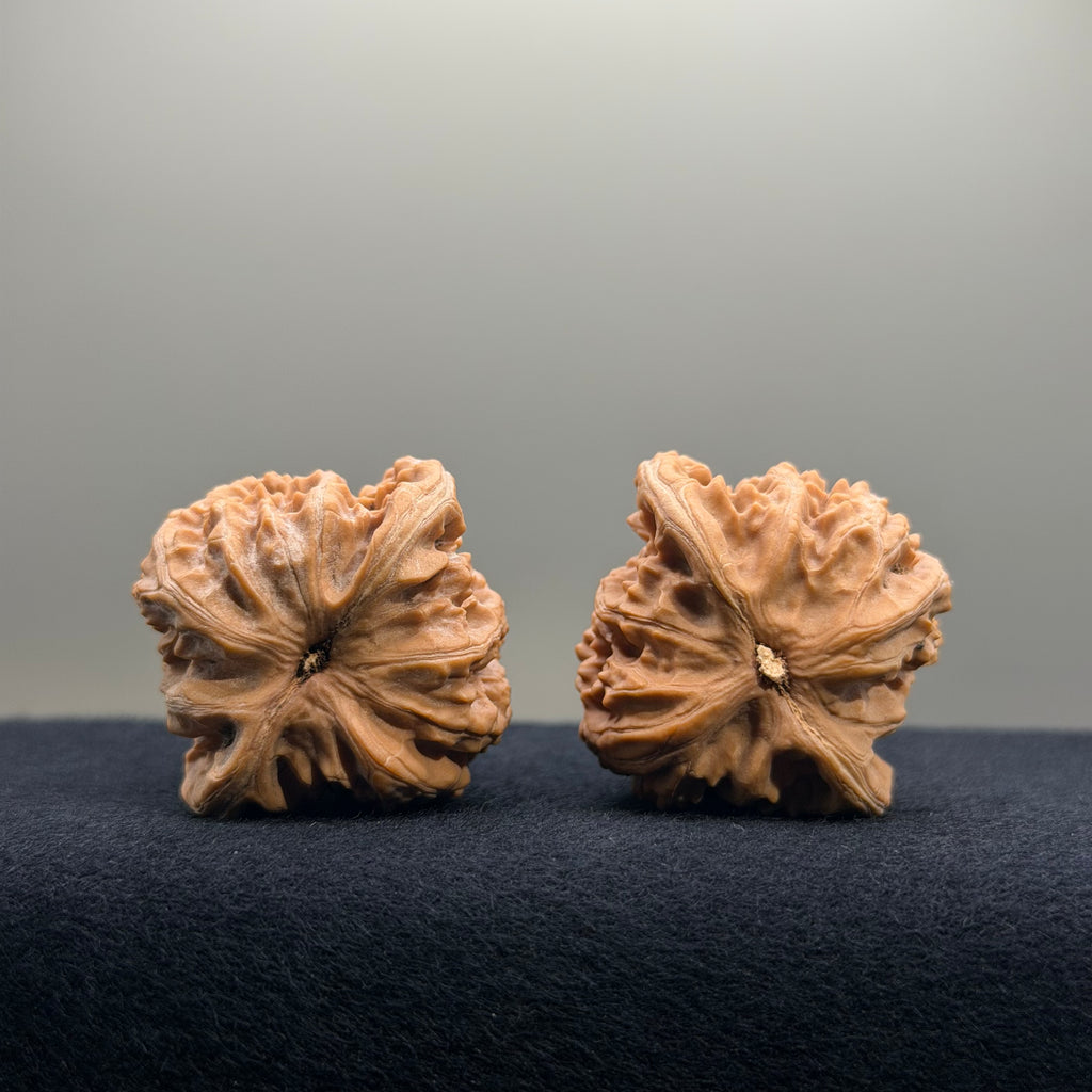Coiled Dragon Tiger Head Wenwan Walnut · 37mm · Natural · Entry Ritual