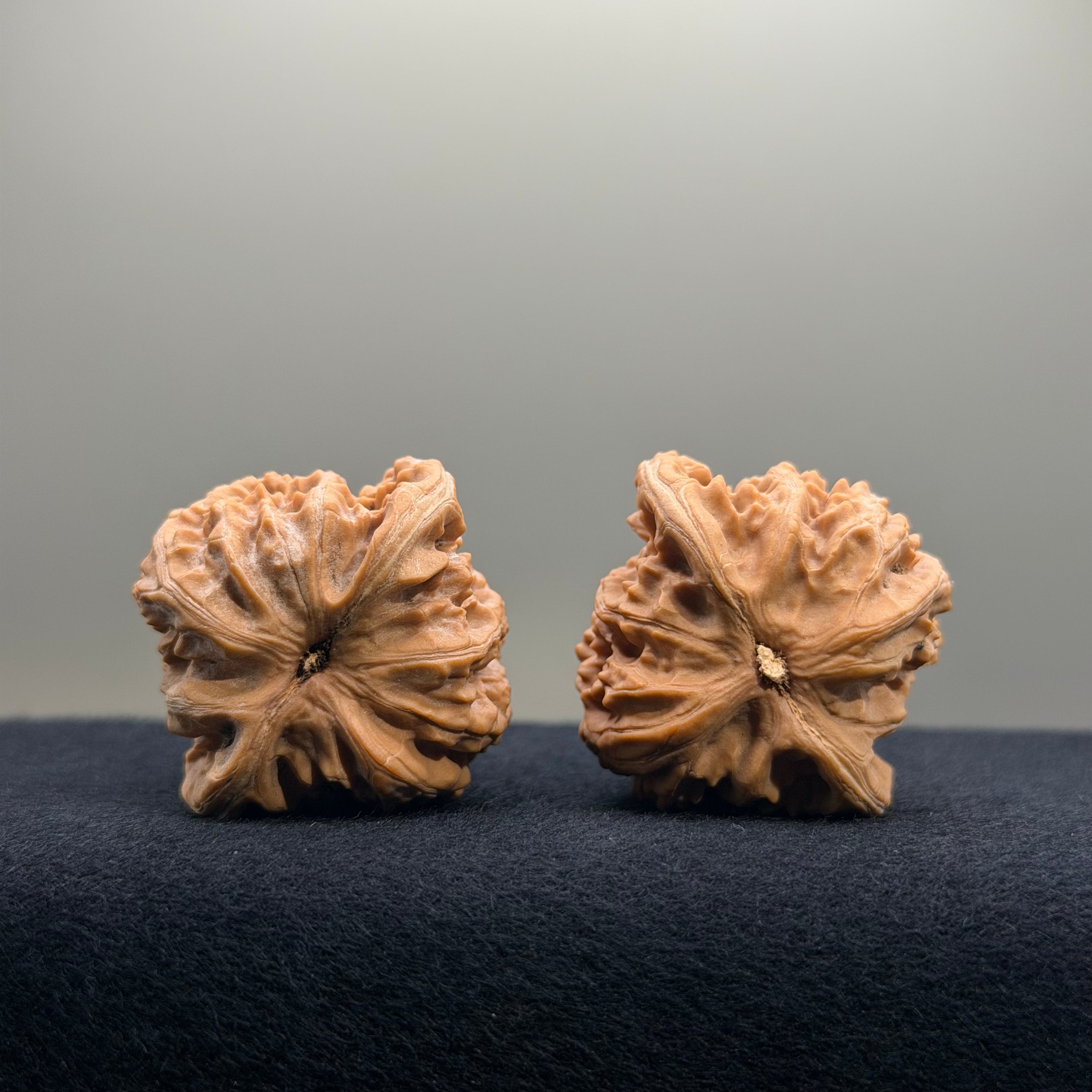 Coiled Dragon Tiger Head Wenwan Walnut · 37mm · Natural · Entry Ritual