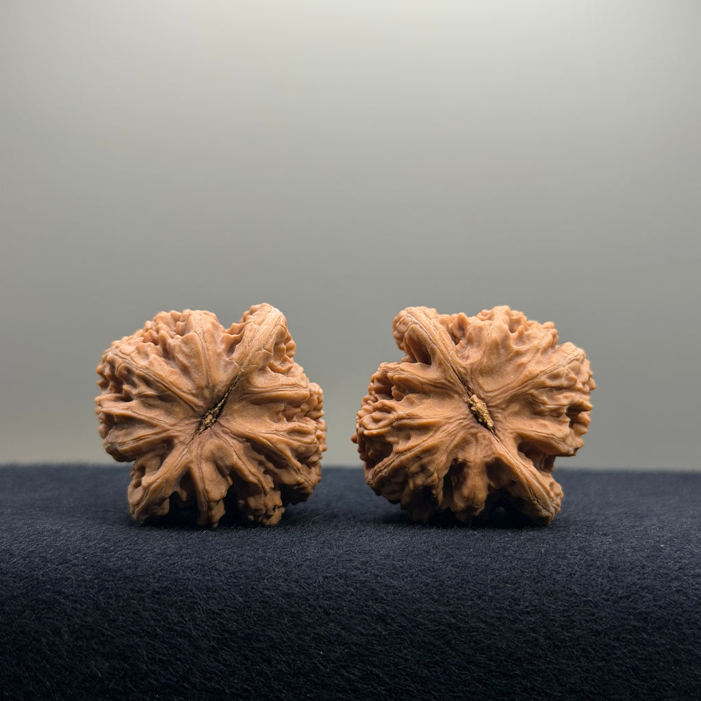 Coiled Dragon Tiger Head Wenwan Walnut · 35mm · Natural · Entry Ritual