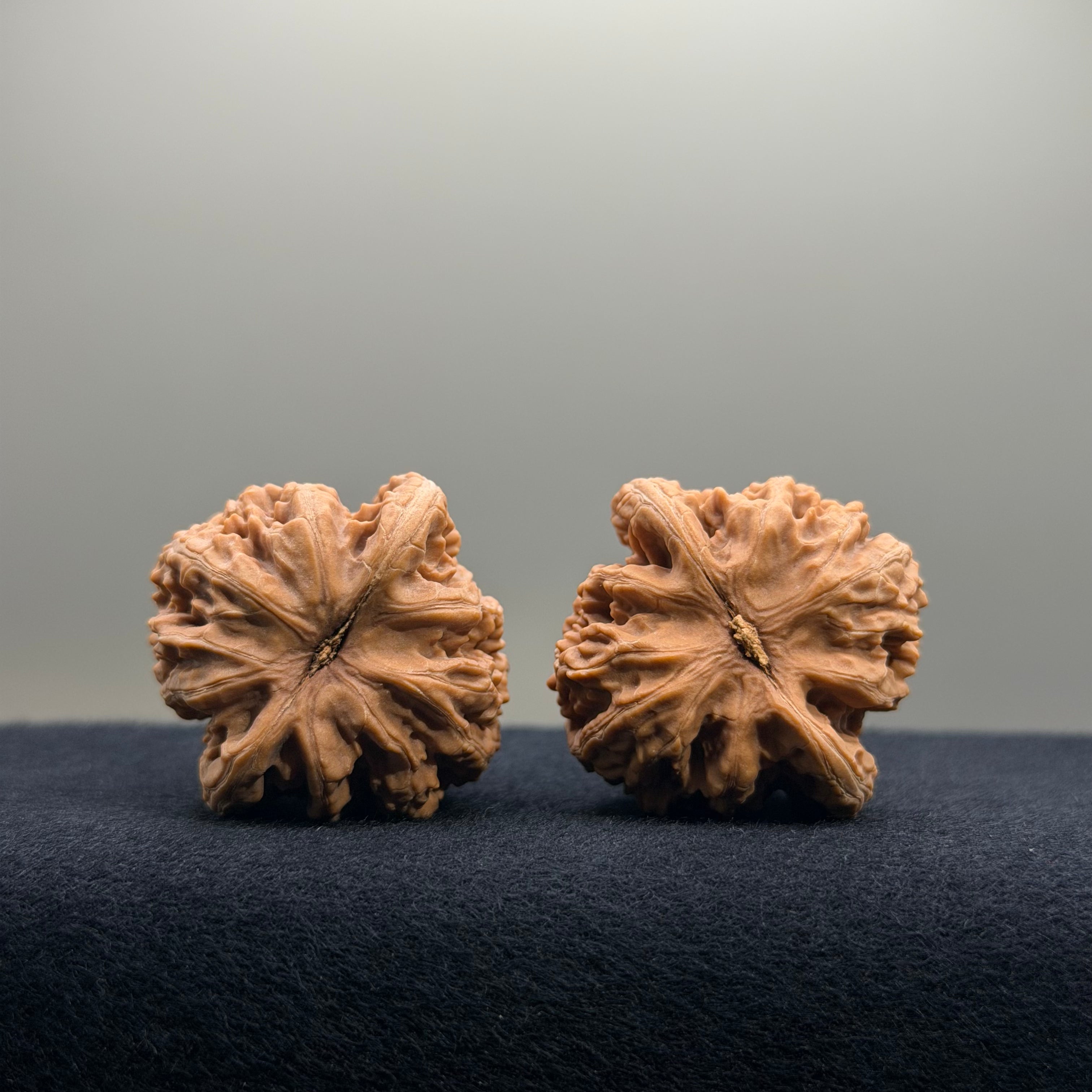 Coiled Dragon Tiger Head Wenwan Walnut · 35mm · Natural · Entry Ritual