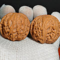 Imperial Vessel Wenwan Walnut · 39mm · Natural · Premium Ritual