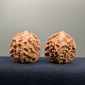 First Love Wenwan Walnut · 37mm · Natural · Select Ritual