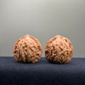 Longevity Peach Wenwan Walnut · 36mm · Natural · Select Ritual