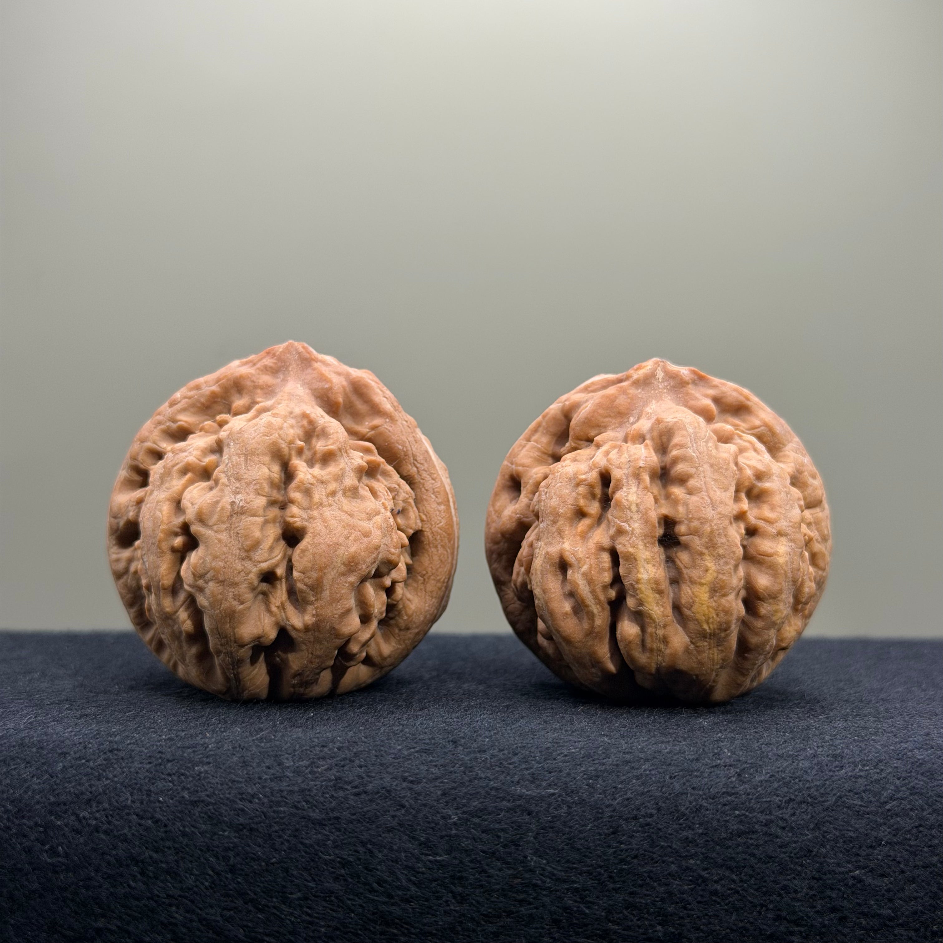Tyrannosaur Wenwan Walnut · 41mm · Natural · Select Ritual