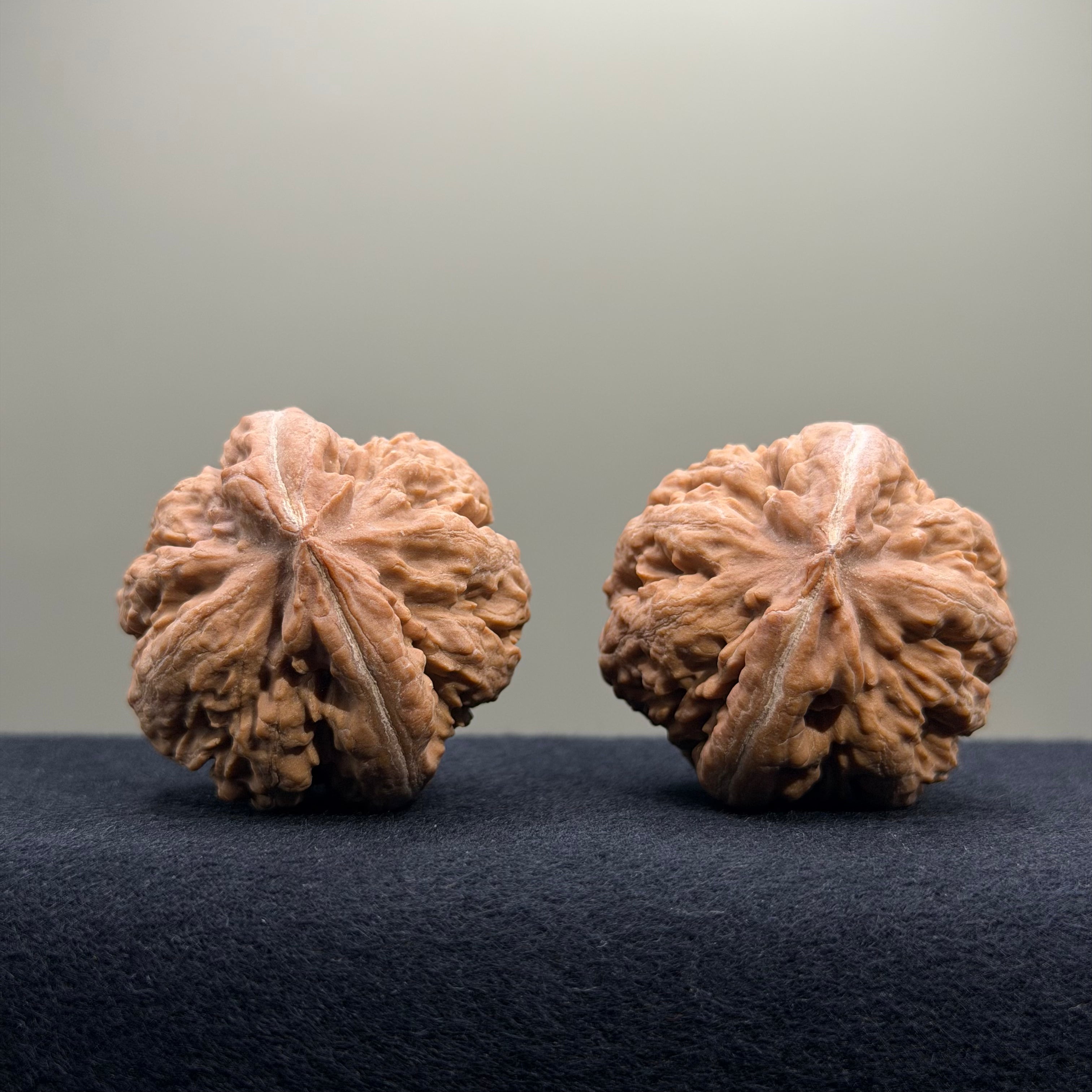 Tyrannosaur Wenwan Walnut · 41mm · Natural · Select Ritual