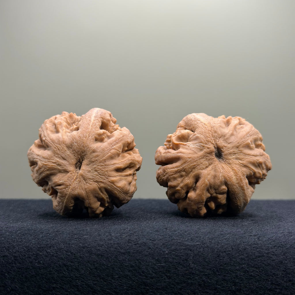 Tyrannosaur Wenwan Walnut · 41mm · Natural · Select Ritual