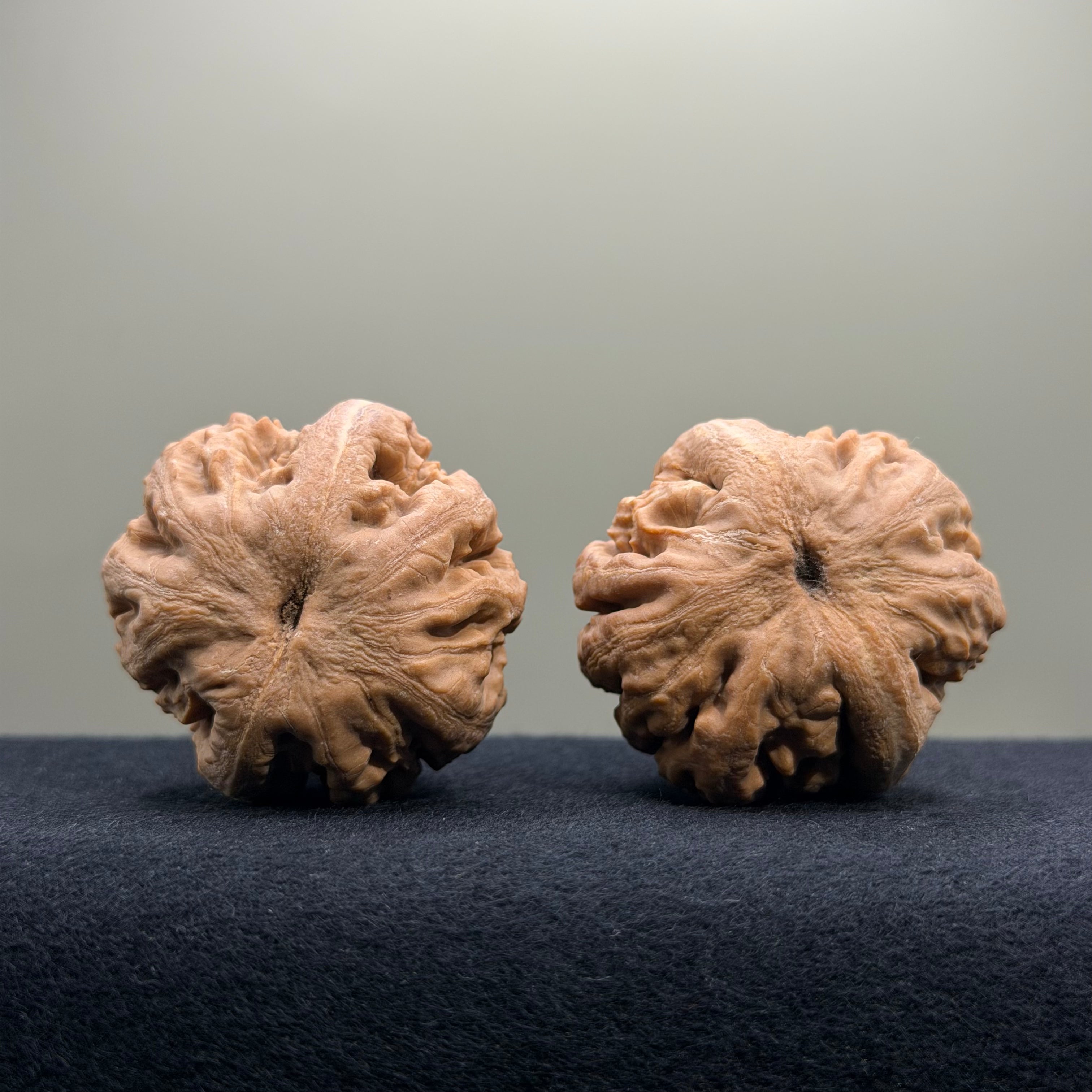 Tyrannosaur Wenwan Walnut · 41mm · Natural · Select Ritual