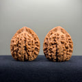 Dragon Spine Wenwan Walnut · 40mm · Natural · Premium Ritual