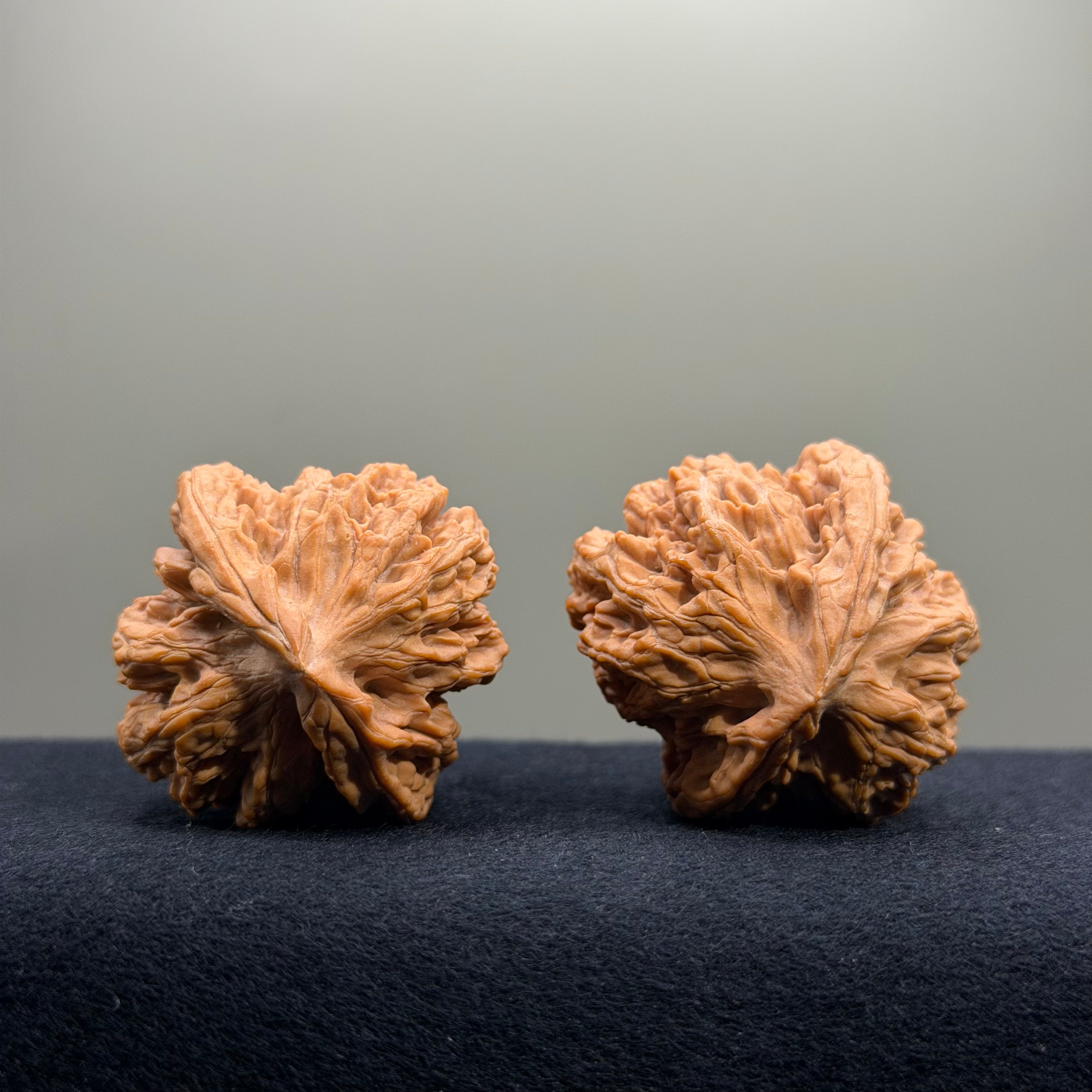Dragon Spine Wenwan Walnut · 40mm · Natural · Premium Ritual