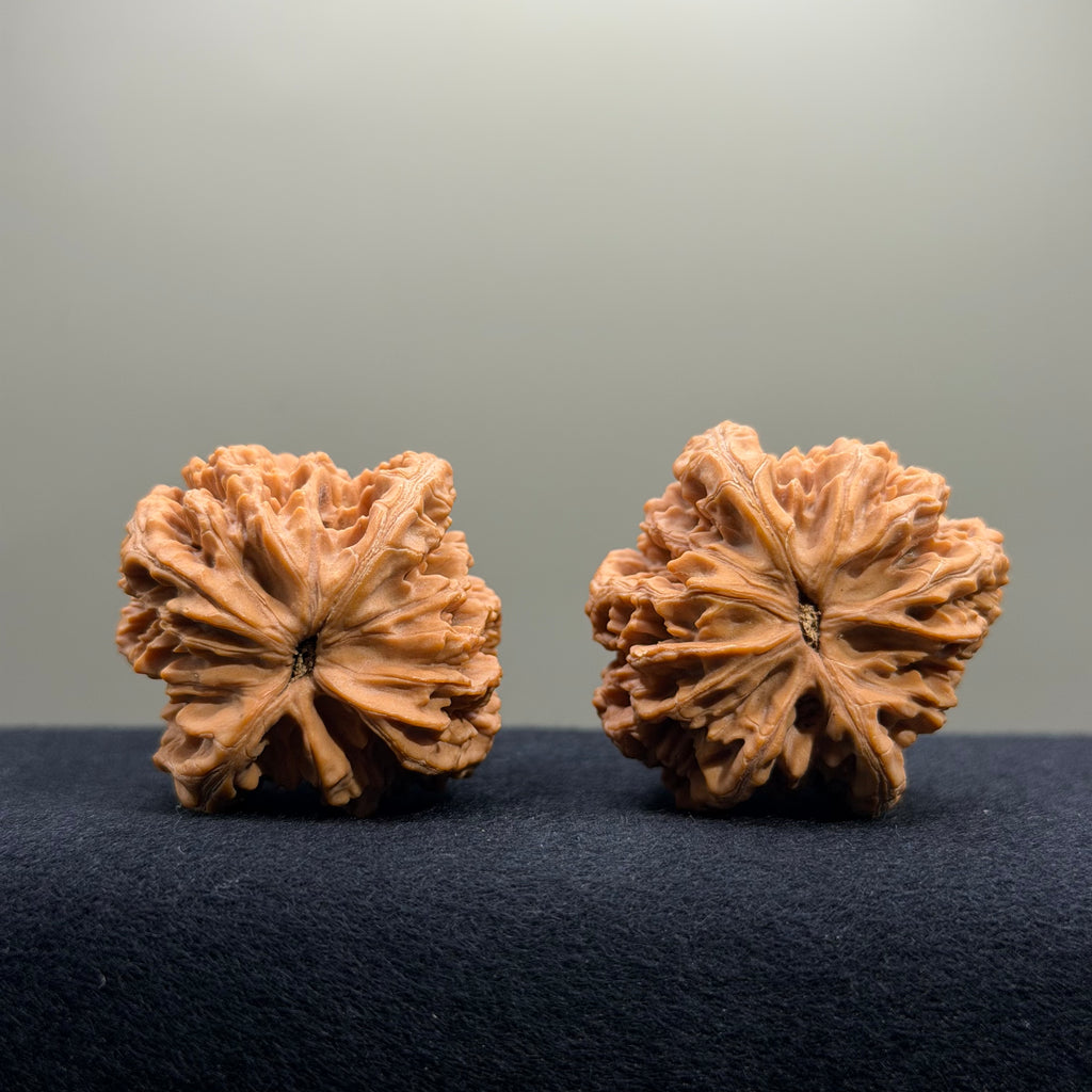 Dragon Spine Wenwan Walnut · 40mm · Natural · Premium Ritual