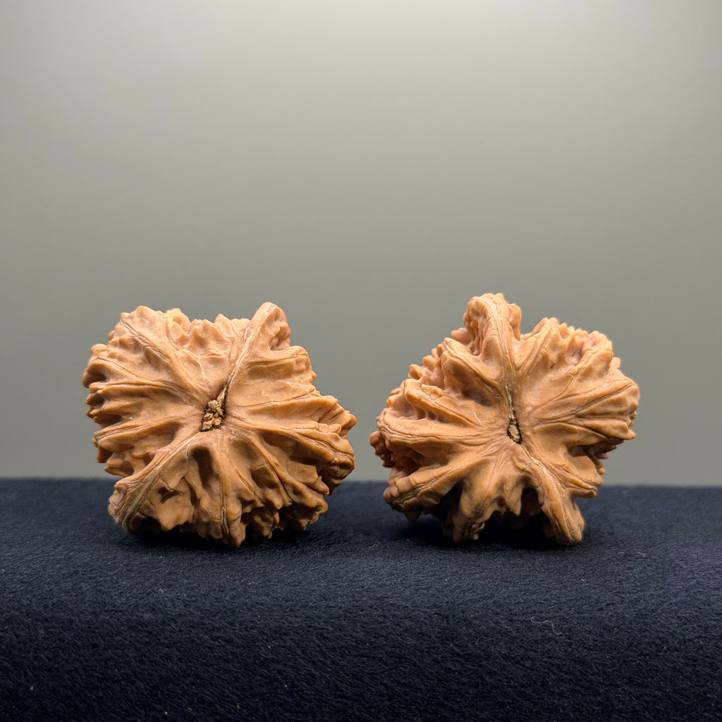 Magma Wenwan Walnut · 41mm · Natural · Entry Ritual