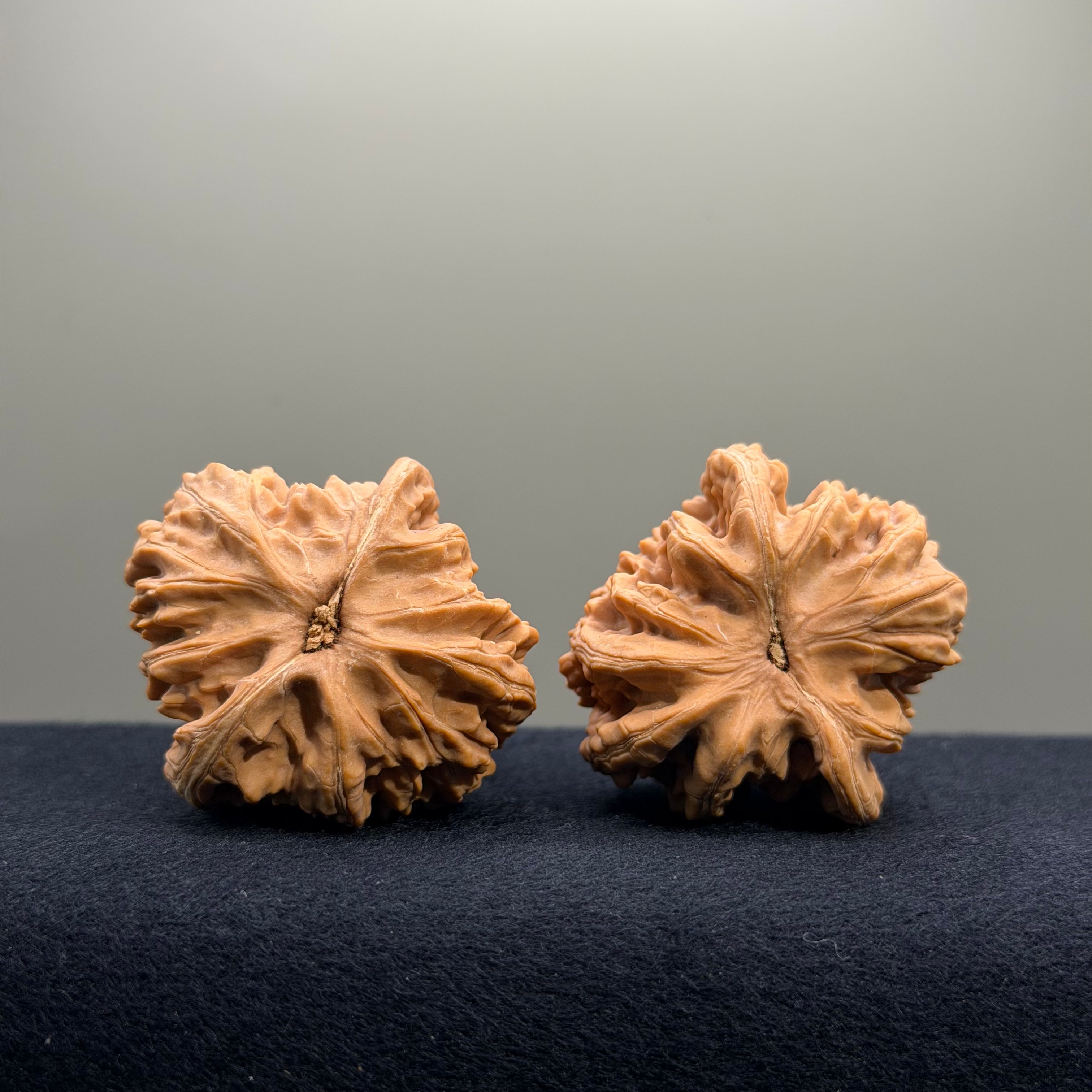 Magma Wenwan Walnut · 41mm · Natural · Entry Ritual