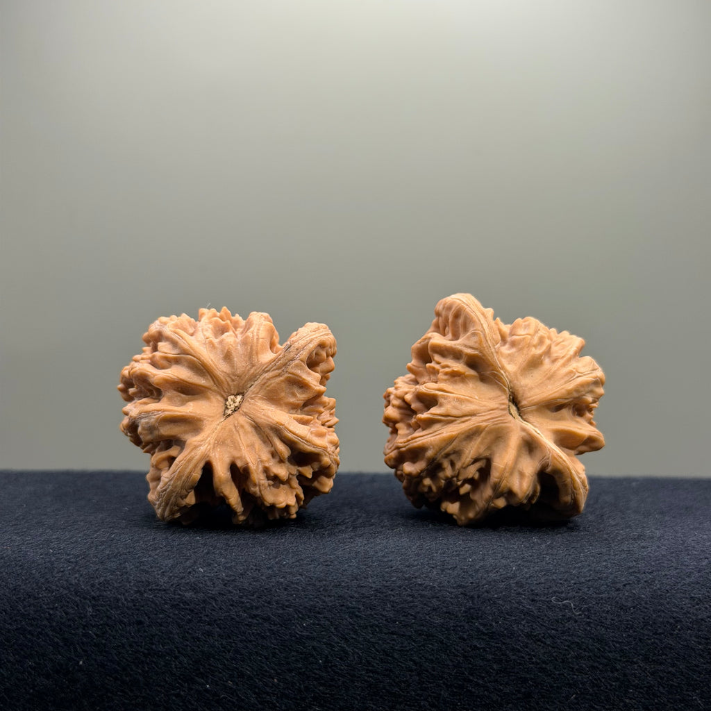 Magma Wenwan Walnut · 41mm · Natural · Select Ritual
