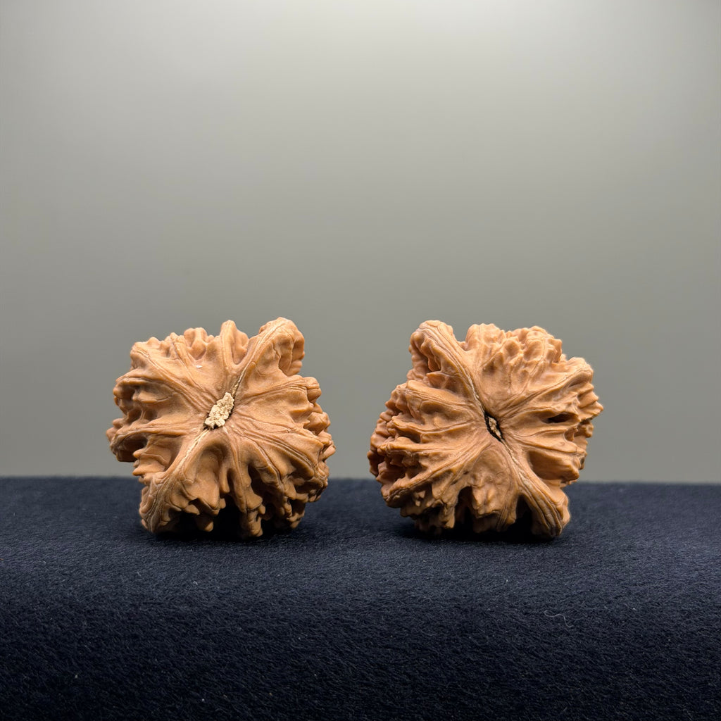 Magma Wenwan Walnut · 40mm · Natural · Select Ritual