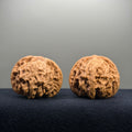 Coiled Dragon Tiger Head Wenwan Walnut · 44mm · Natural · Entry Ritual