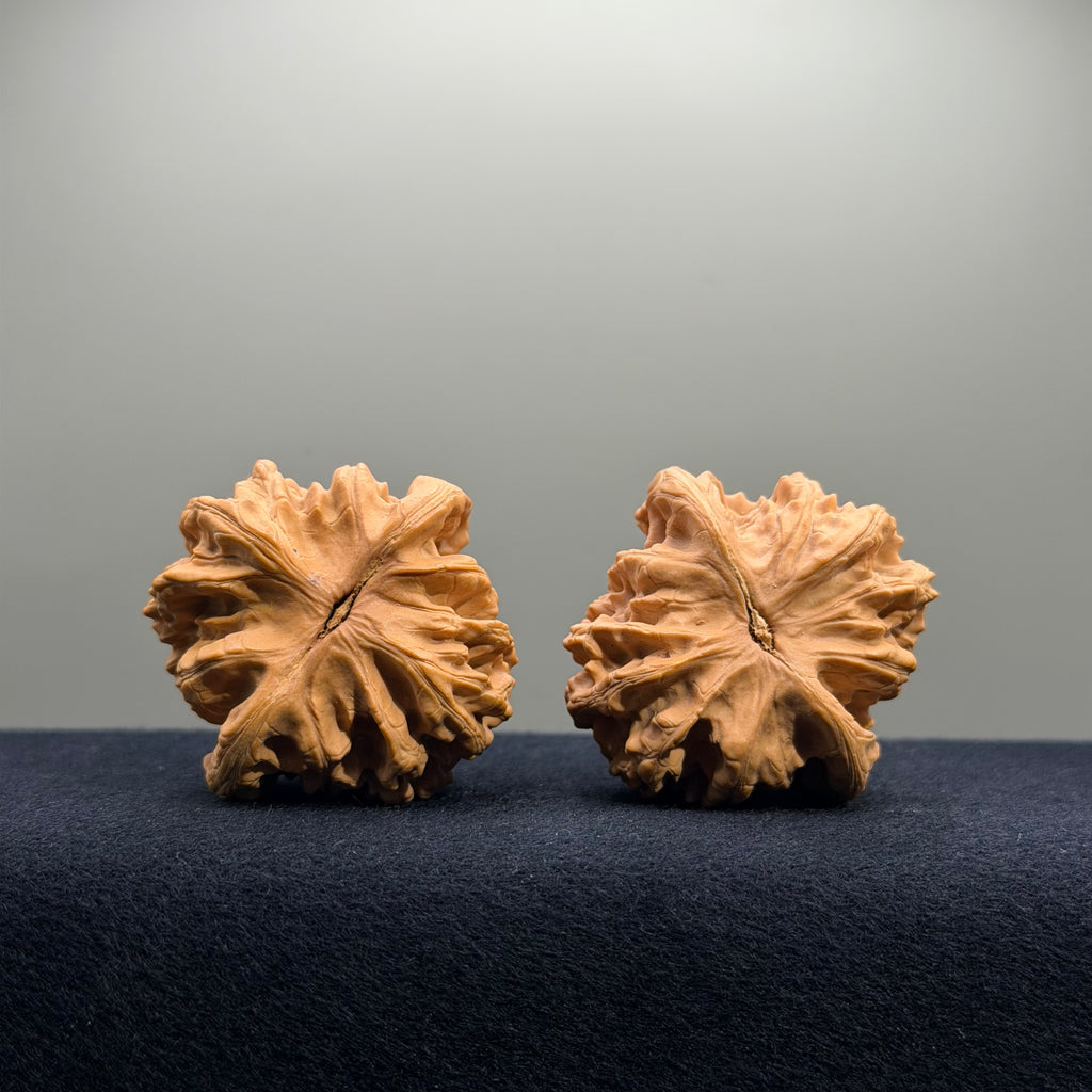 Coiled Dragon Tiger Head Wenwan Walnut · 44mm · Natural · Entry Ritual