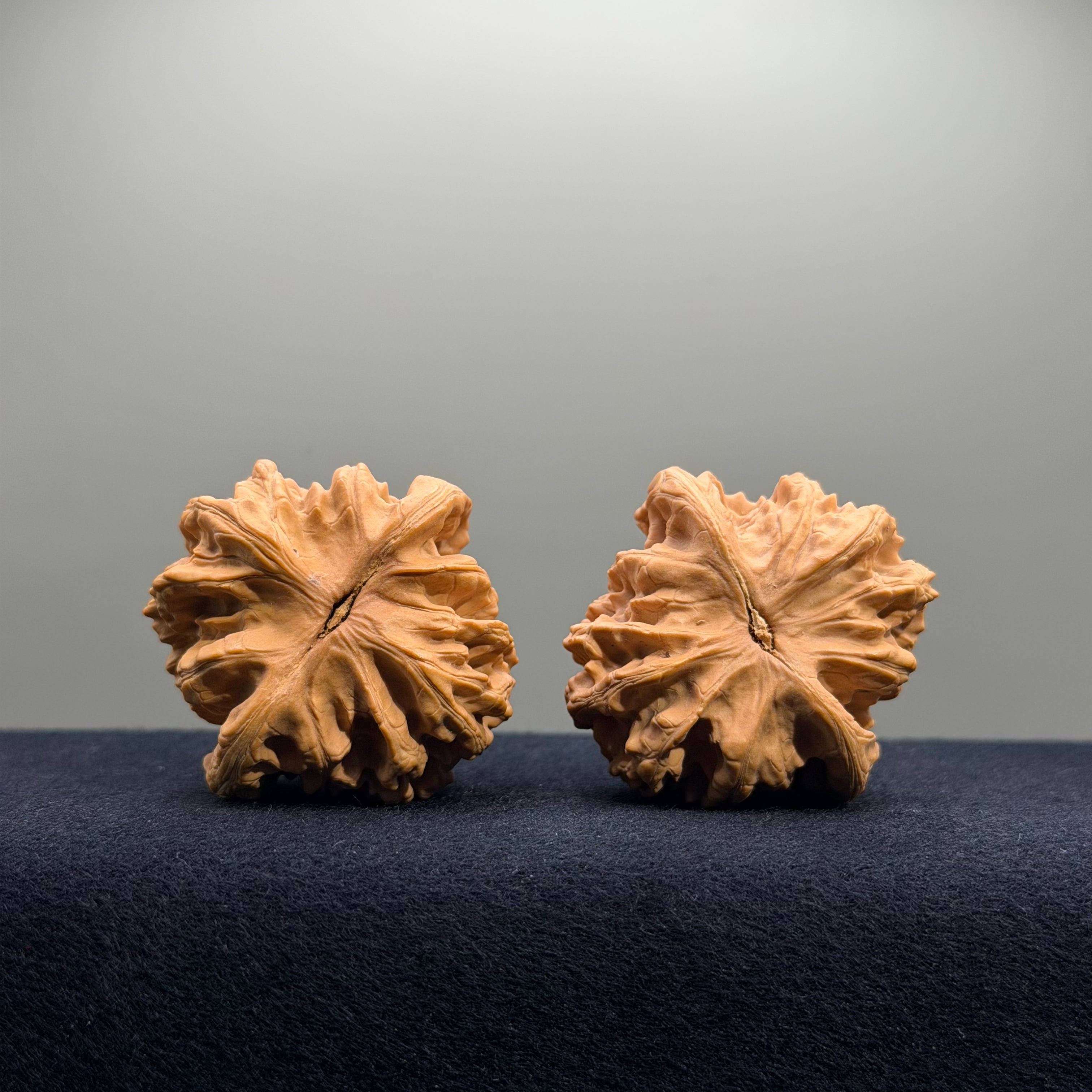 Coiled Dragon Tiger Head Wenwan Walnut · 44mm · Natural · Entry Ritual