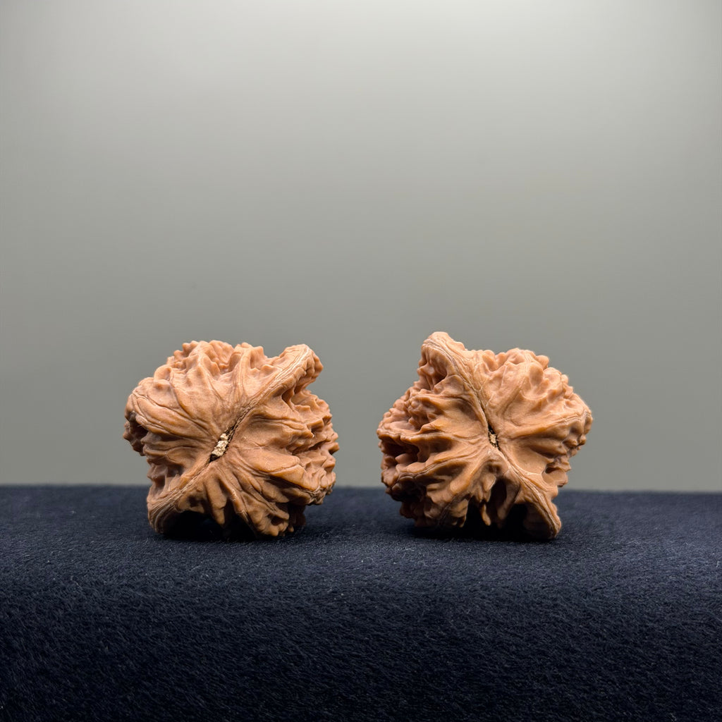 Coiled Dragon Tiger Head Wenwan Walnut · 36mm · Natural · Entry Ritual