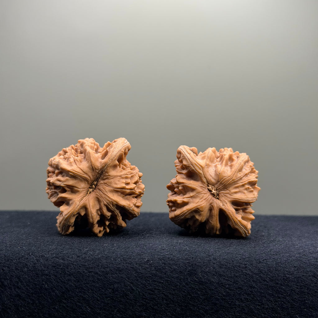 Coiled Dragon Tiger Head Wenwan Walnut · 38mm · Natural · Entry Ritual