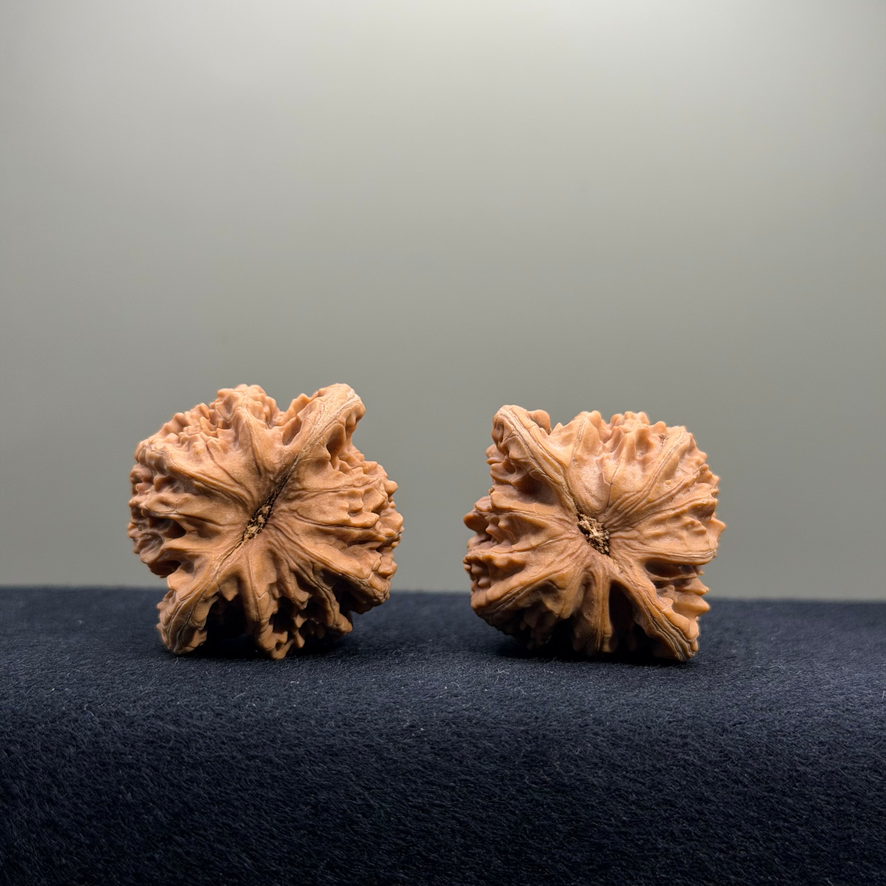 Coiled Dragon Tiger Head Wenwan Walnut · 38mm · Natural · Entry Ritual