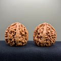 Bold Ridge Wenwan Walnut · 43mm · Select Ritual