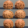 Millstone & Lion & Tiger — Curated Wenwan Walnut Kit